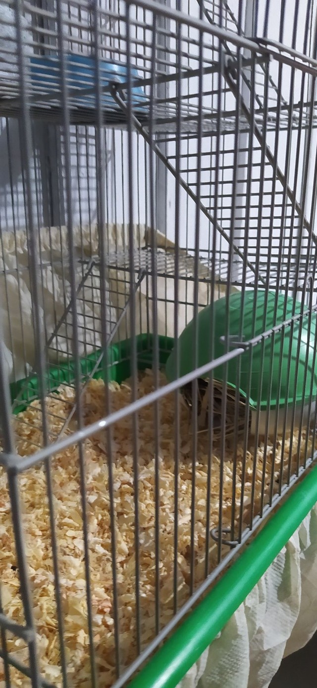 Hamster anão russo com gaiola completa 