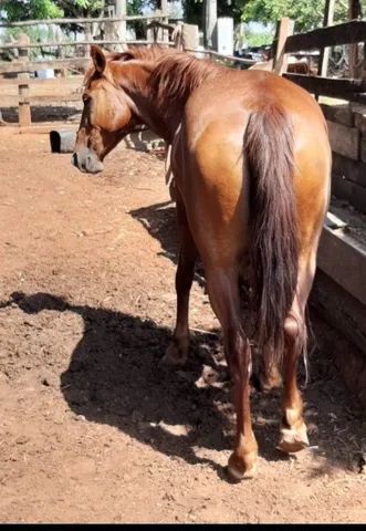 Vende se égua  - Foto 3