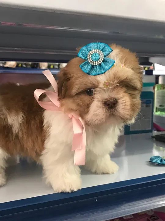 Shih tzu fêmea micro $2.500,00
