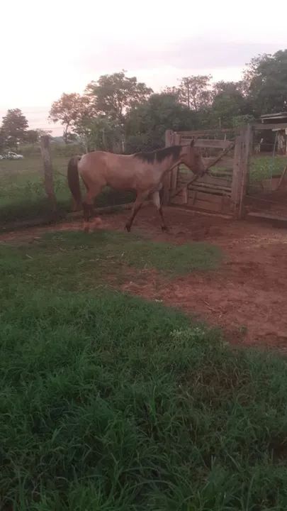 Potro Quarto rosilho  - Foto 6