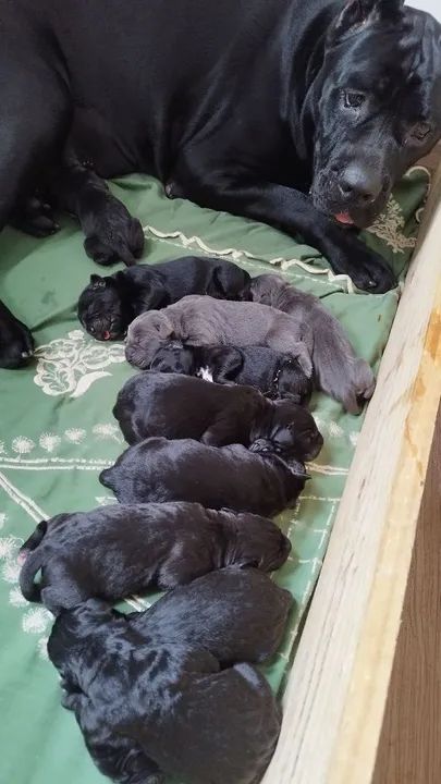 Filhote de Cane Corso - Foto 6