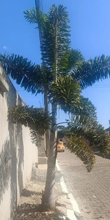 Vendo Palmeira rabo de raposa