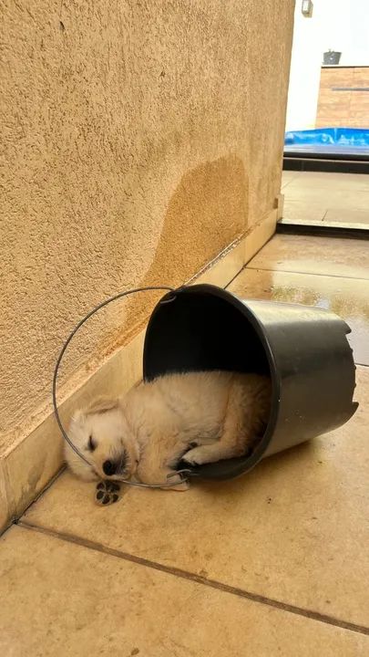 DOOU FILHOTE DE GOLDEN