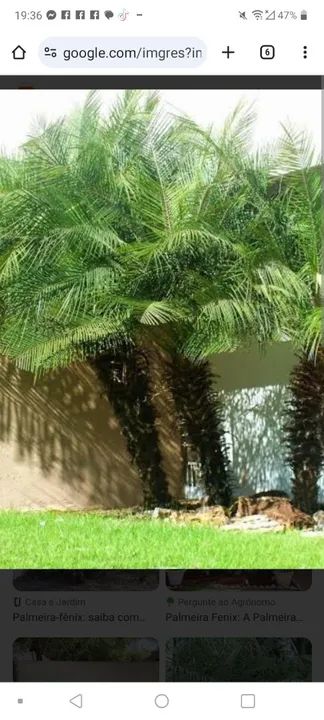 Corte e poda jardinagem