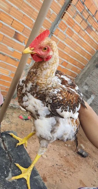 Galo / Frango Caipira - Foto 6