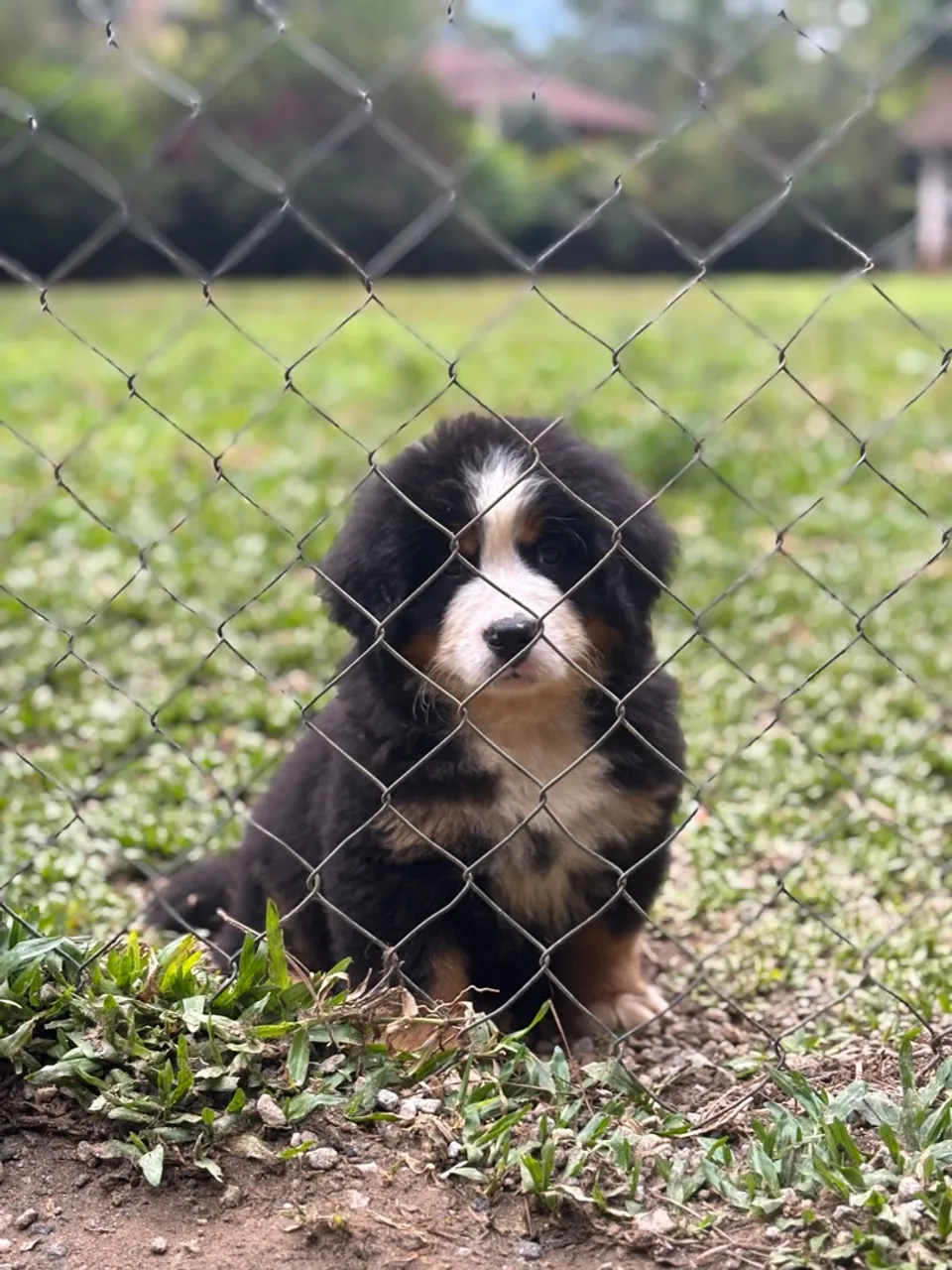 Filhote de Bernese Mountain Dog