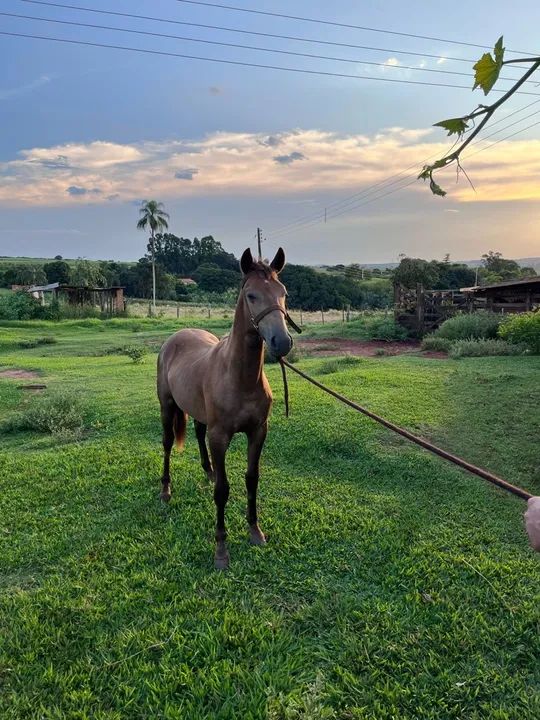 Potro mangalarga marchador  - Foto 3