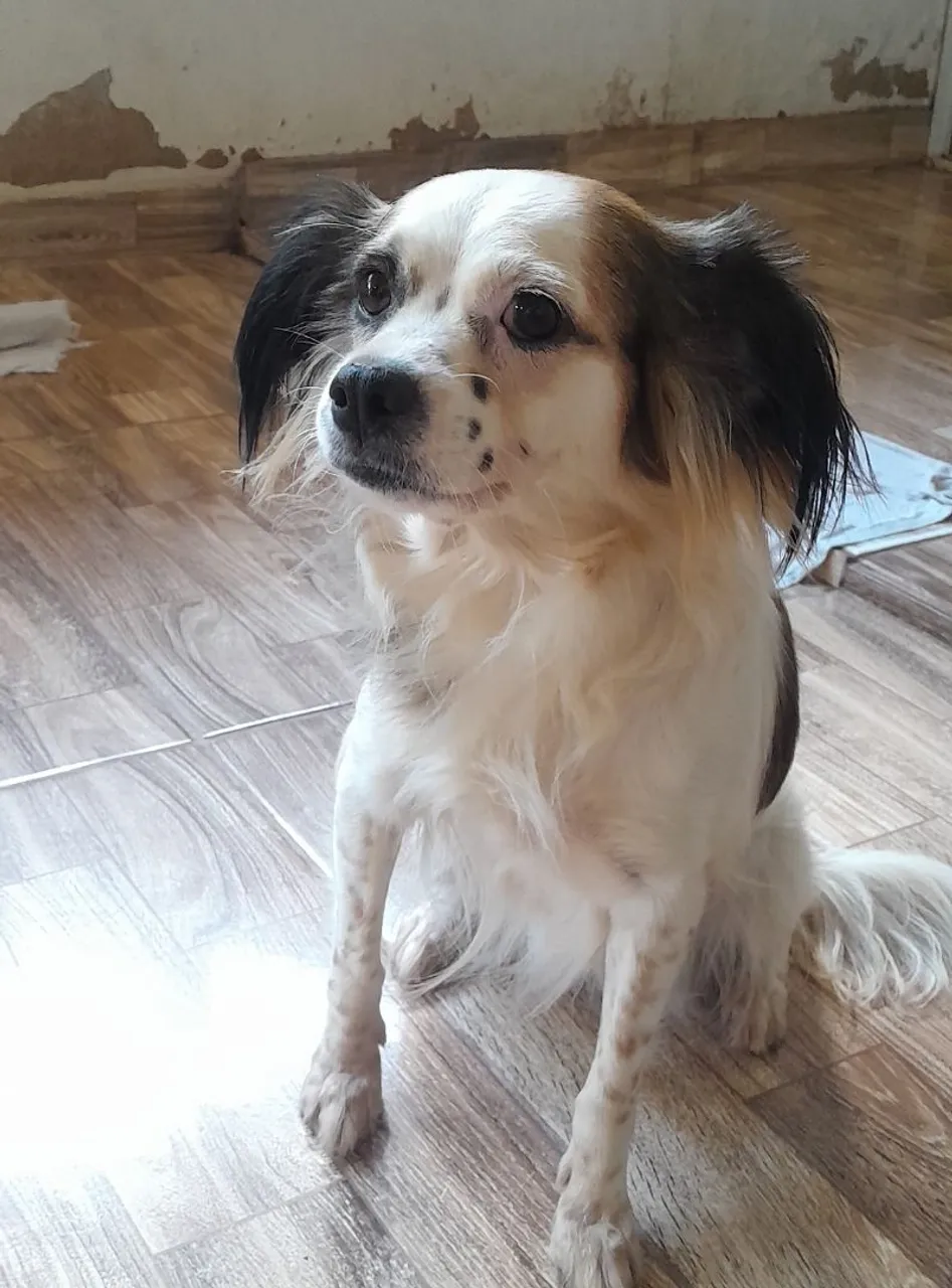 Cachorra de porte médio para Adoção