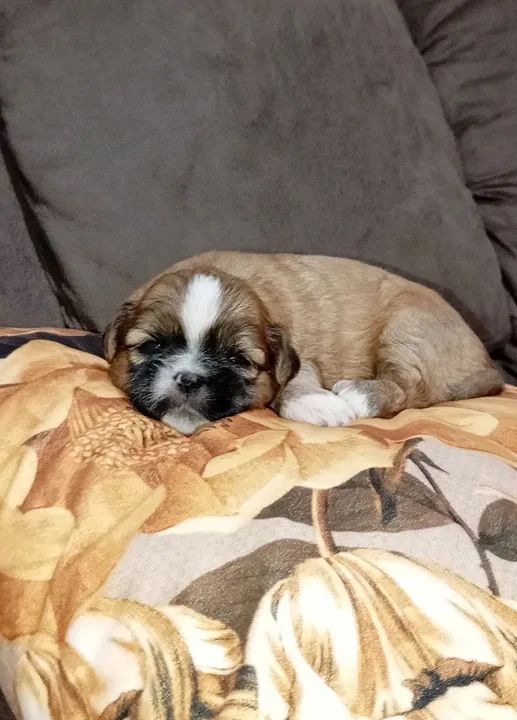 Filhote Shihtzu 5 machos 1 fêmea  - Foto 3