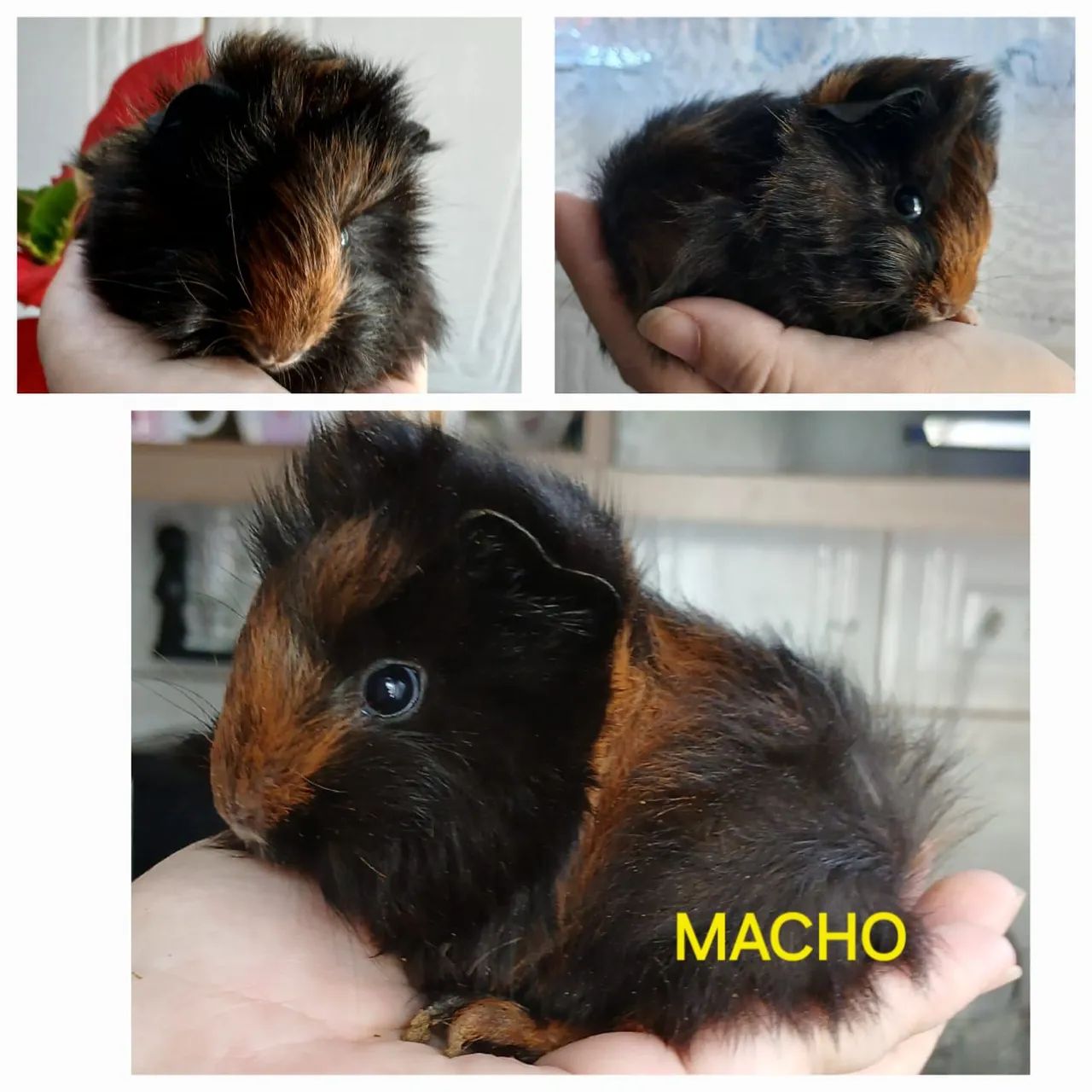 Filhotes de porquinhos da índia  - Foto 4