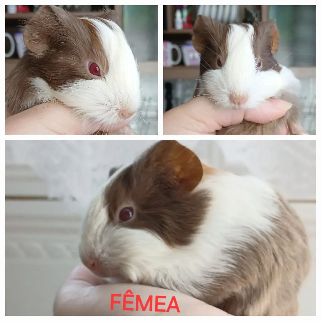 Filhotes de porquinhos da índia  - Foto 5