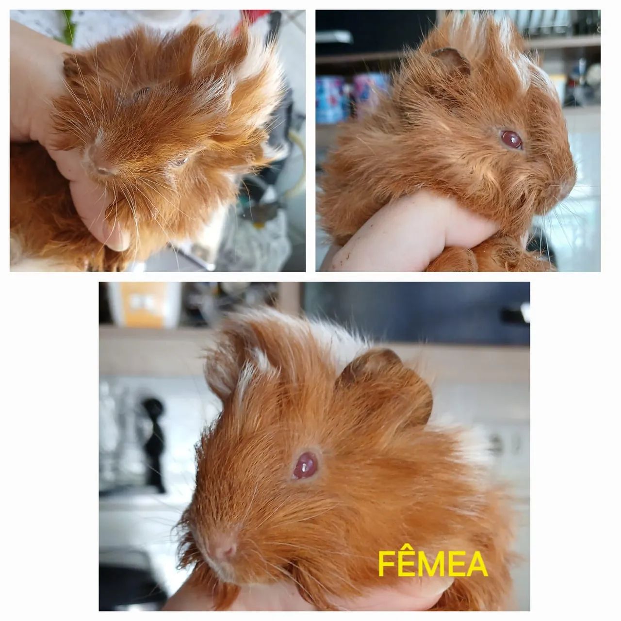 Filhotes de porquinhos da índia 