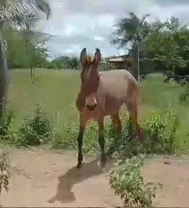? MULA NOVA À VENDA - Foto 4