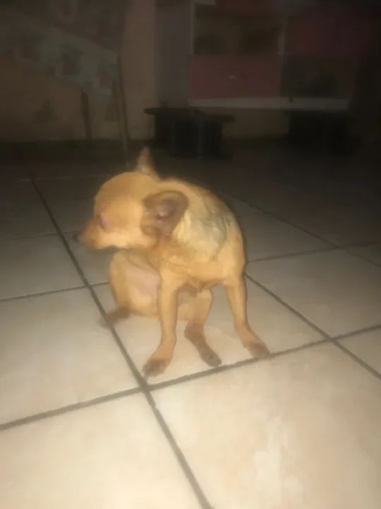 Lindo cachorrinho pinche n1  - Foto 2