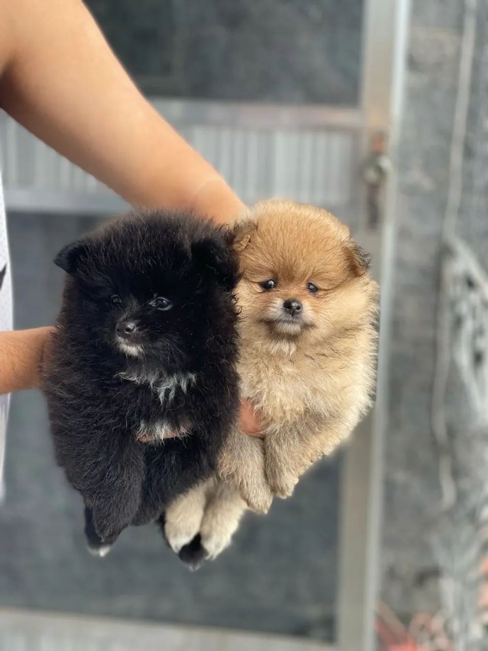 Lulu da Pomerania / Spitz alemão - Foto 4