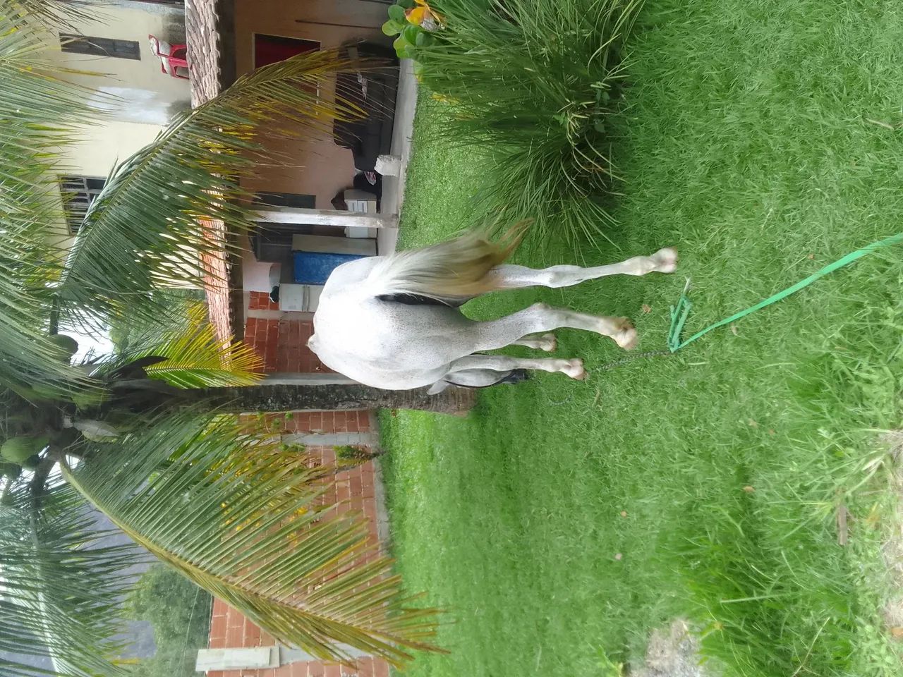 Cavalo Mangalarga Marchador - Foto 6