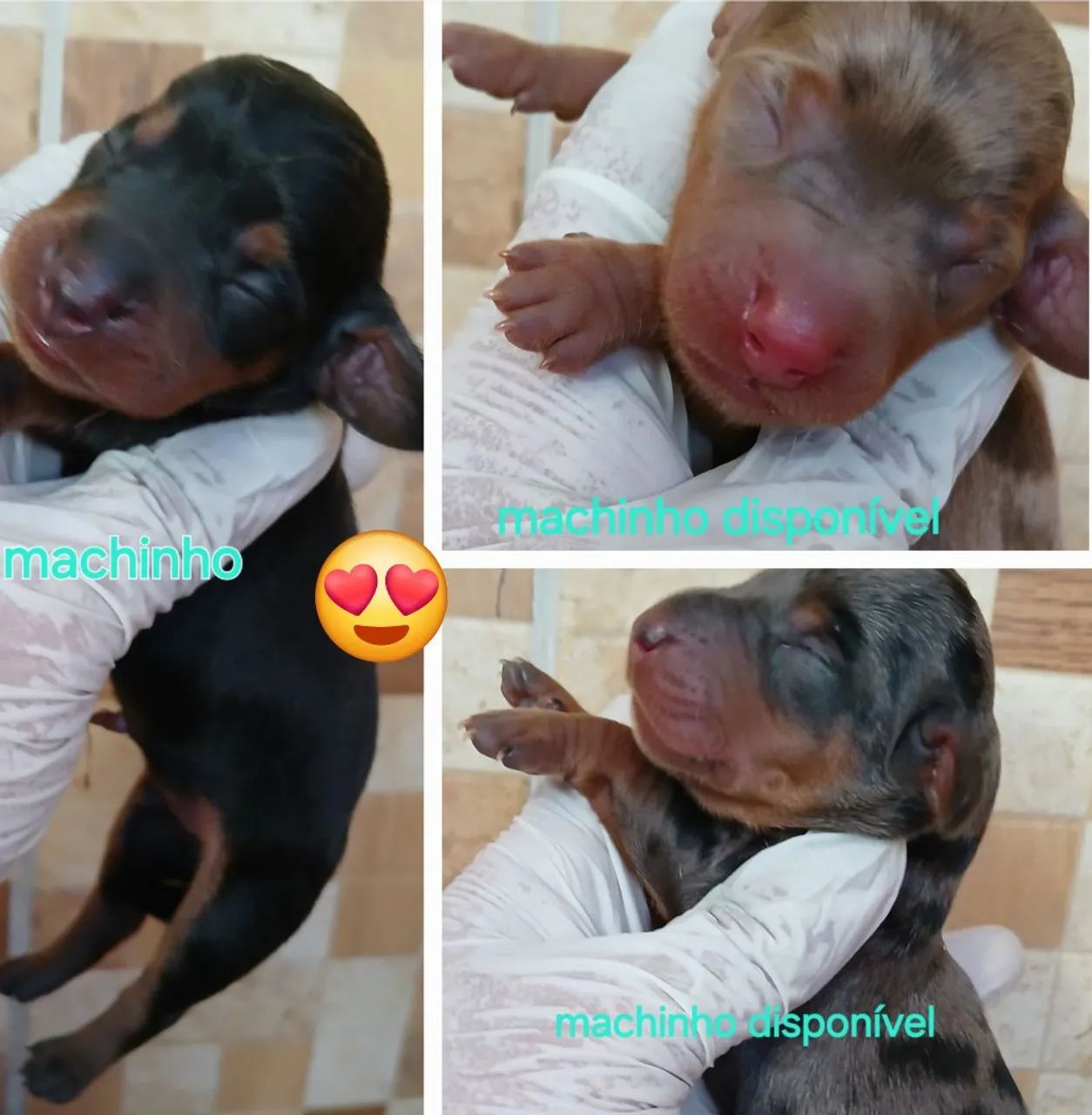 Belíssimos filhotes de dachshund disponíveis para reserva  - Foto 2