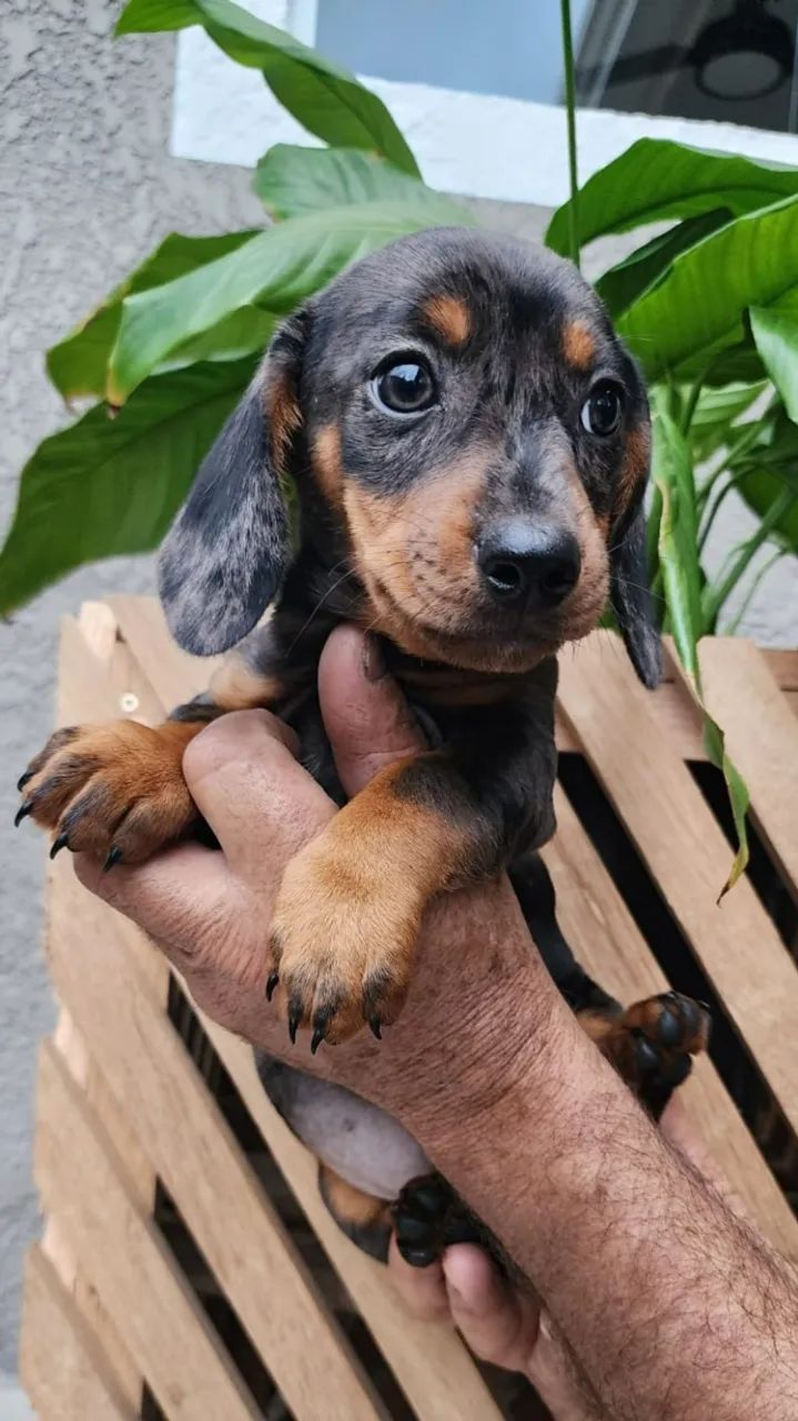 Cofap/Basset Com Pedigree Disponível, Cachorros Centro