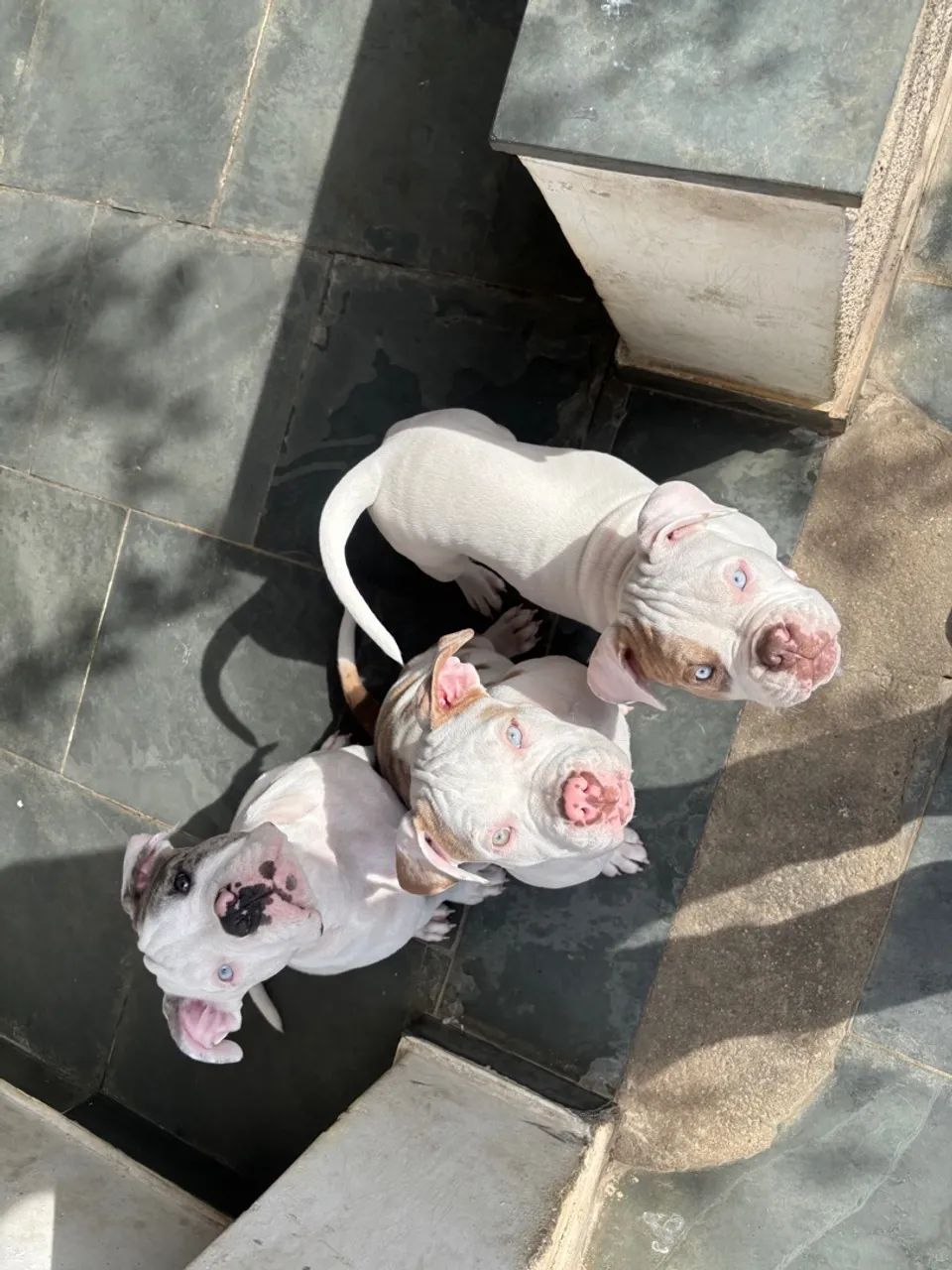 Filhote de Bulldog Americano - Olhos Azuis - Foto 4