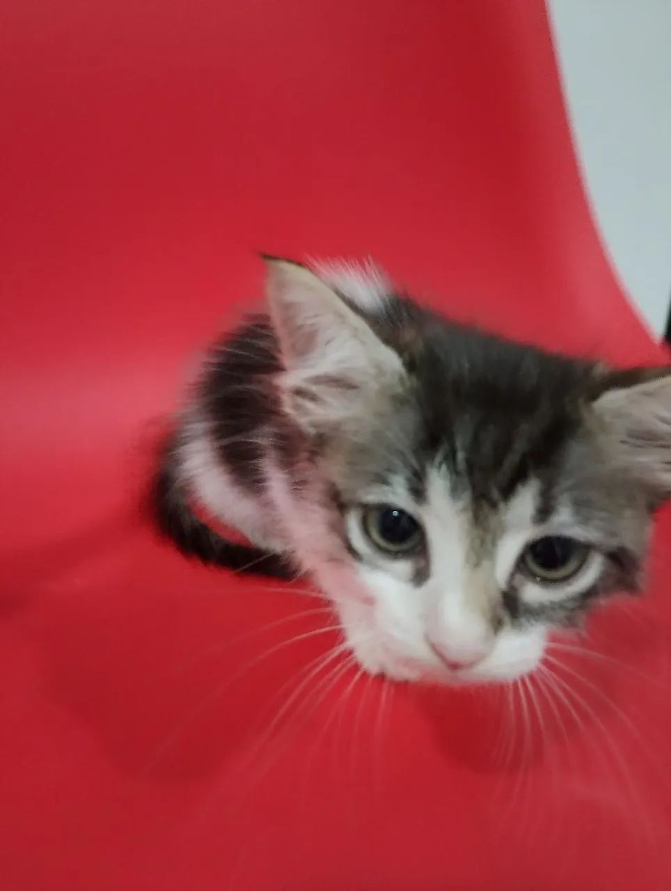 Doação de gatinho macho - Foto 4