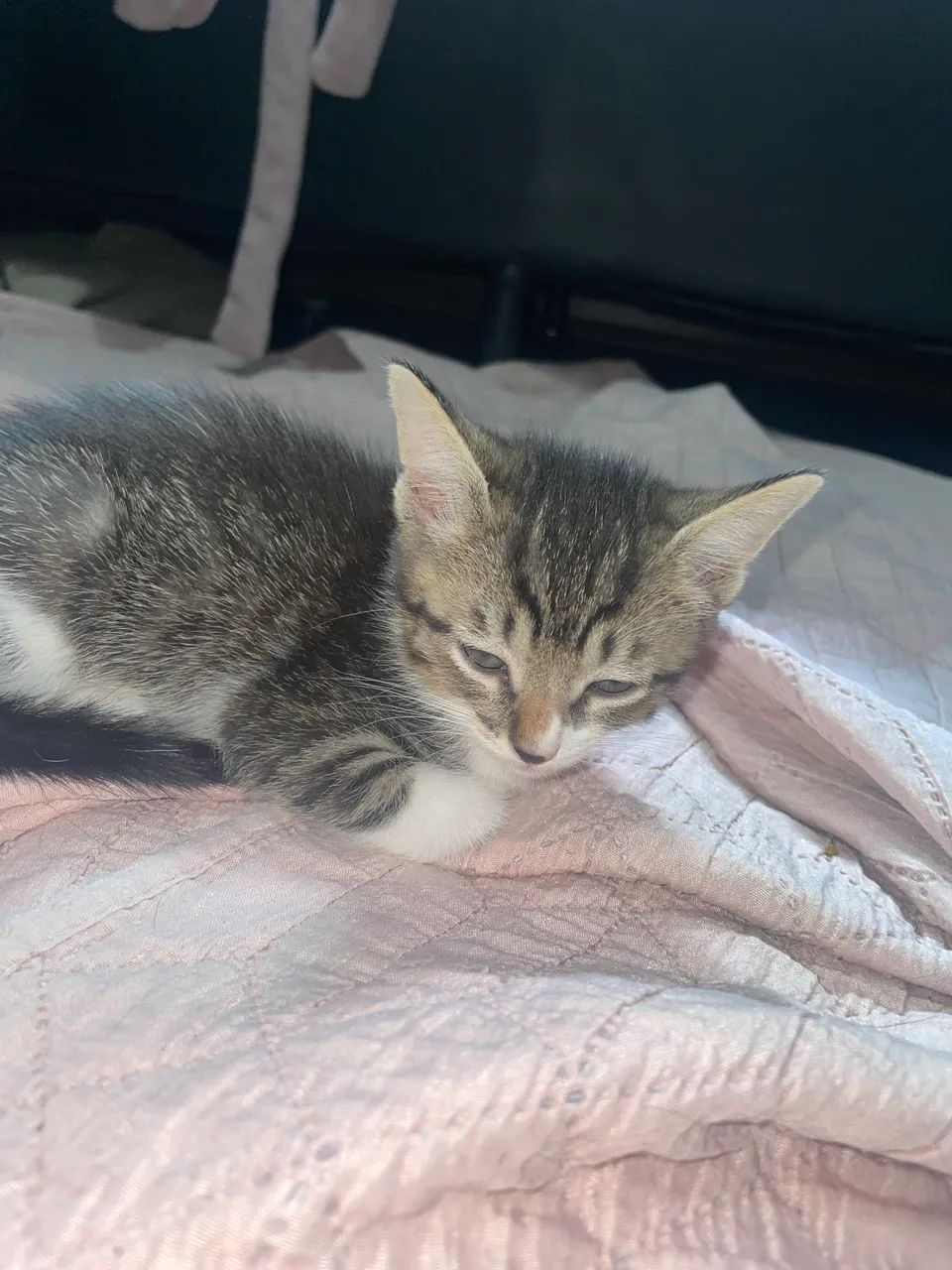 Doação de gato - Foto 6