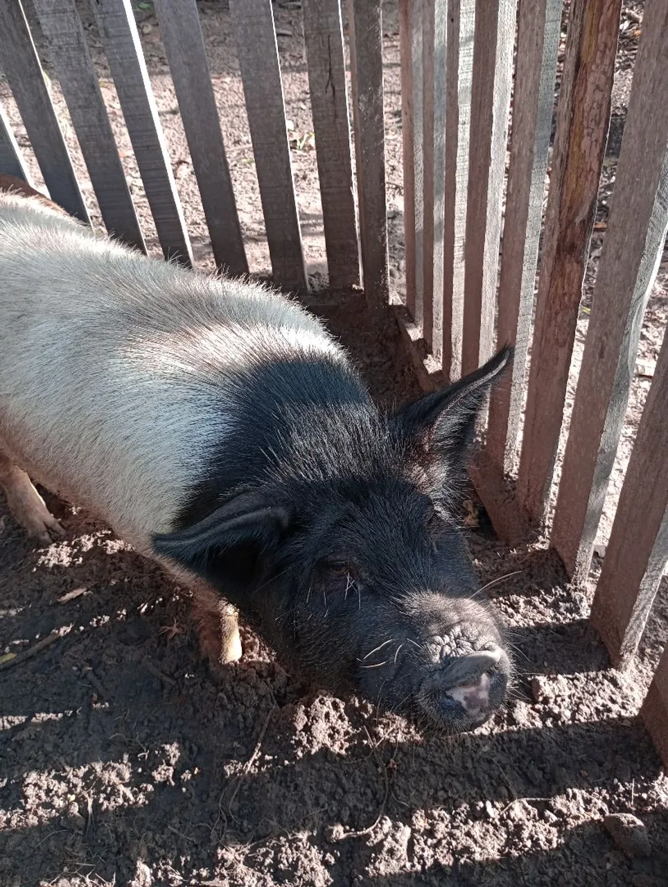 Barão baer original