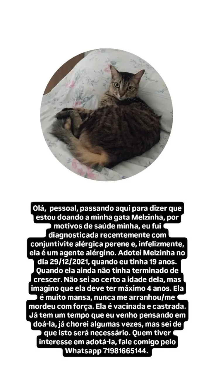 Gata para adoção