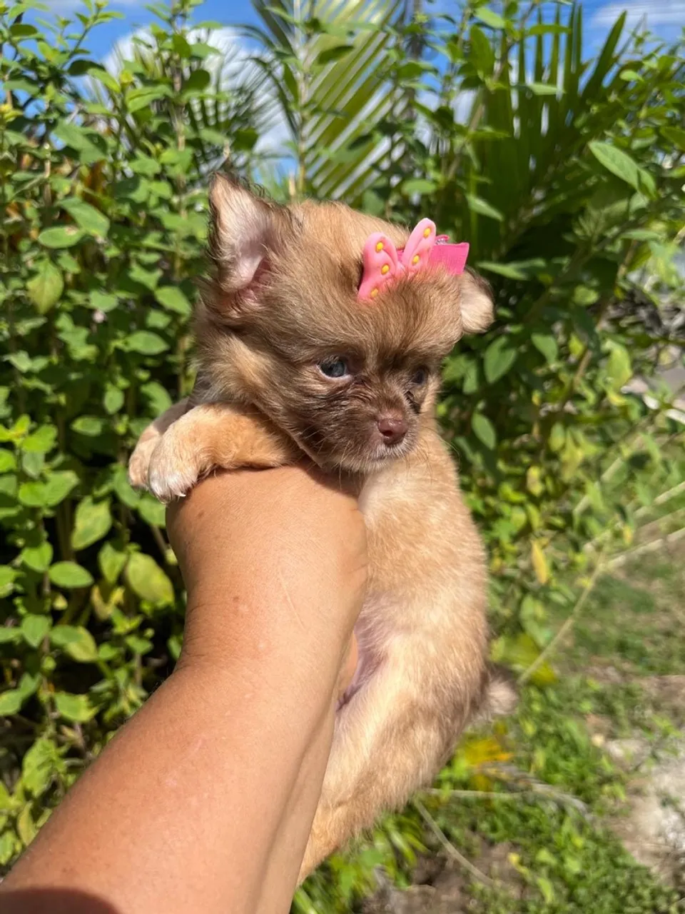 Fêmea chihuahua disponível a pronta entrega!