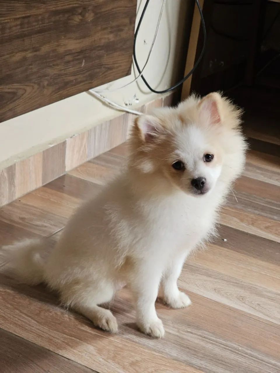 Spitz alemão  - Foto 3