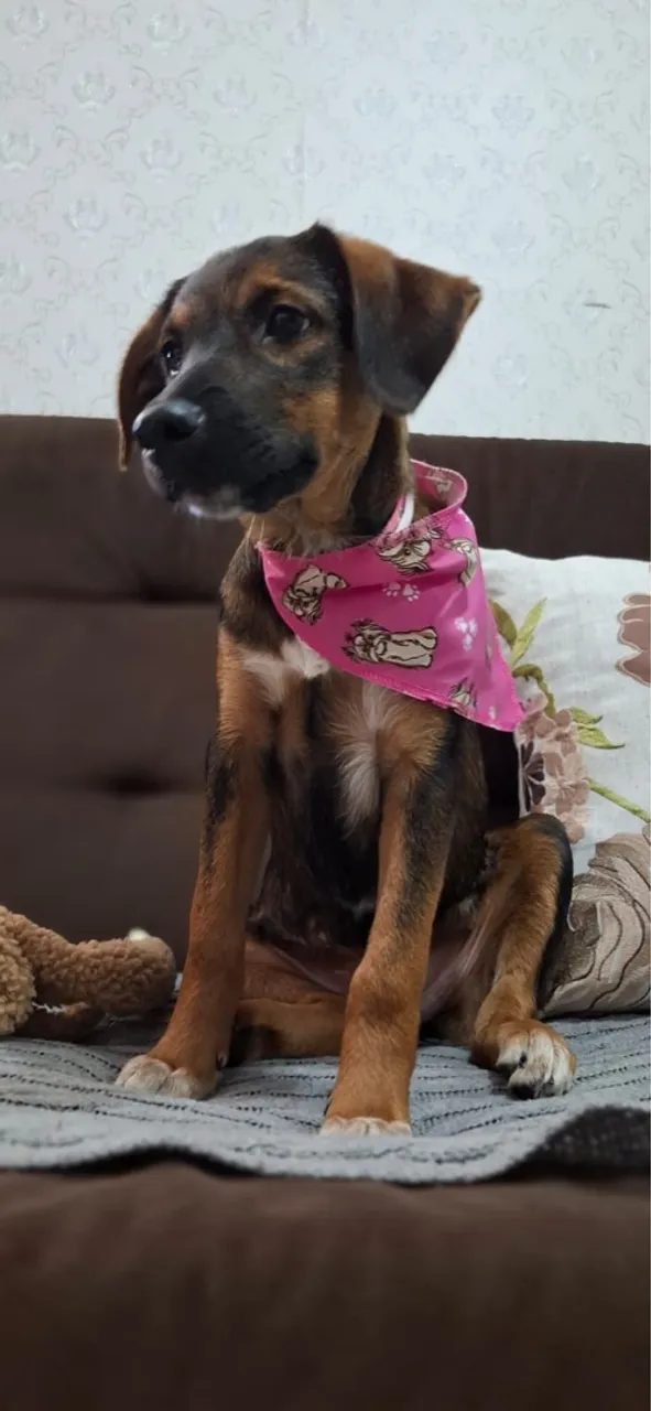 Cadela ADOÇÃO