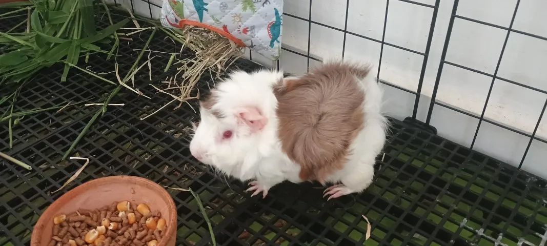 Porquinho da índia fêmeas da raça abssinio.