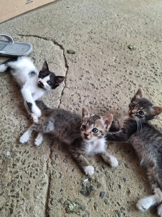 Gatinhos para doação