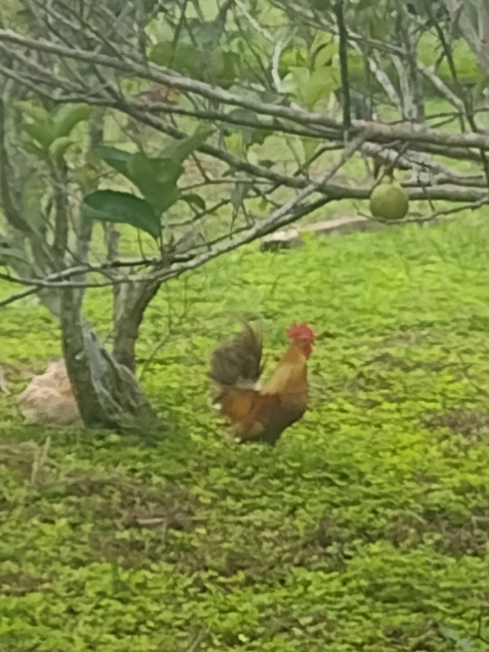 Galo de crista vermelha nagazake