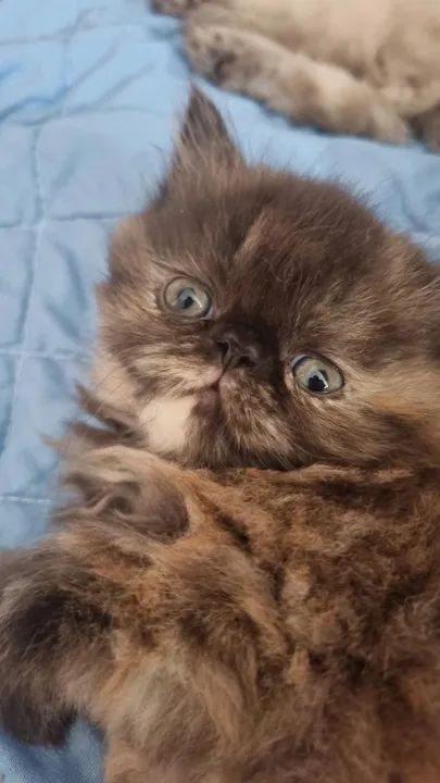 Filhote persa tortie escamada fêmea disponível  - Foto 6