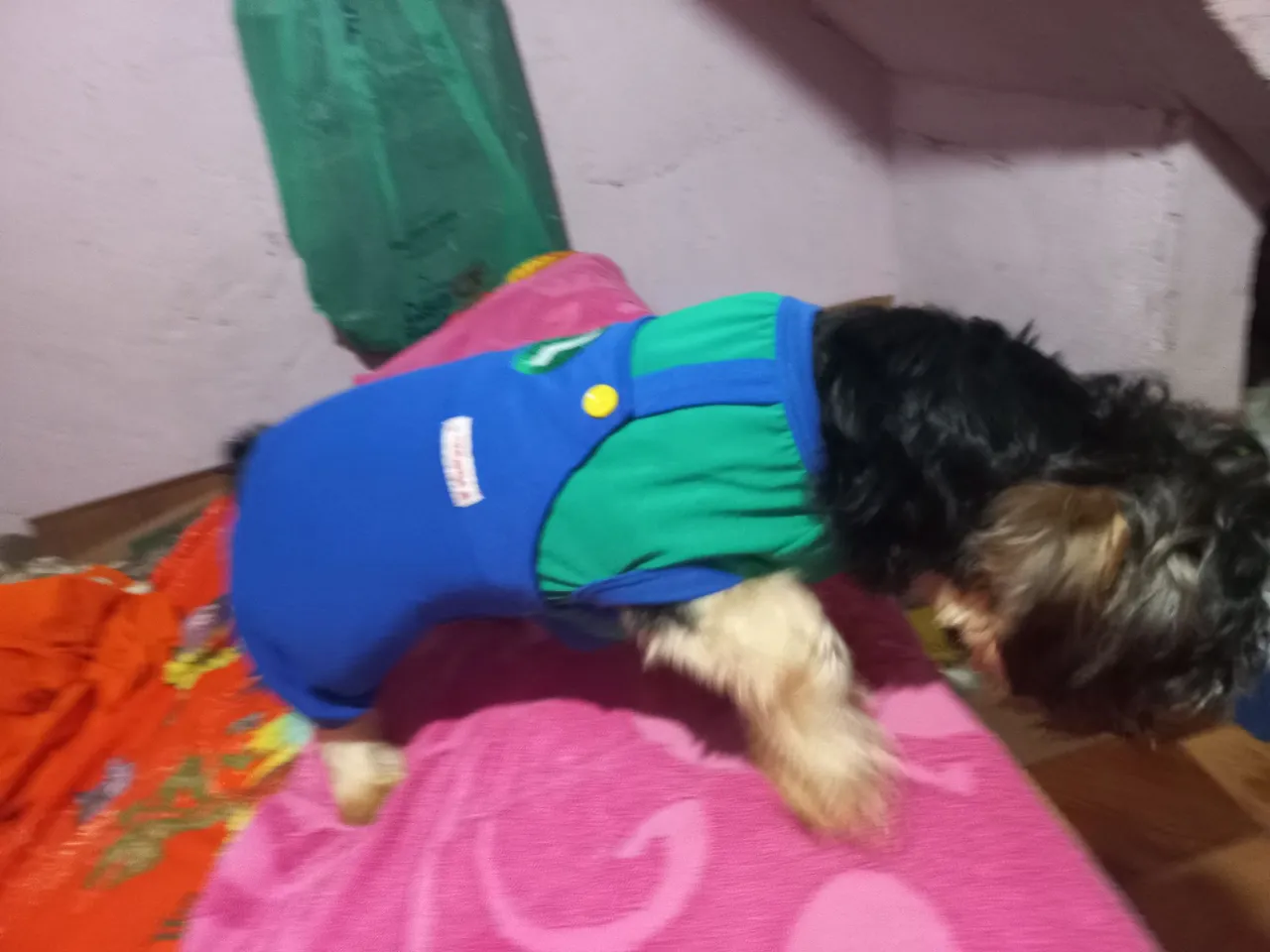 A procura de uma namorada