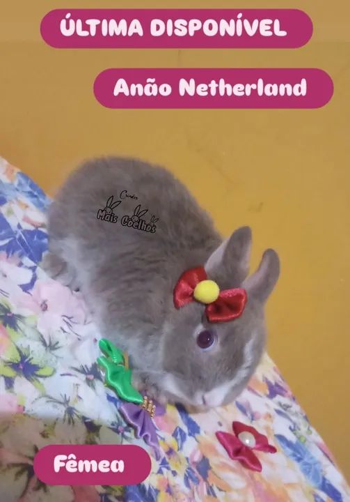 Anão Netherland Dwarf Filhote  - Foto 3