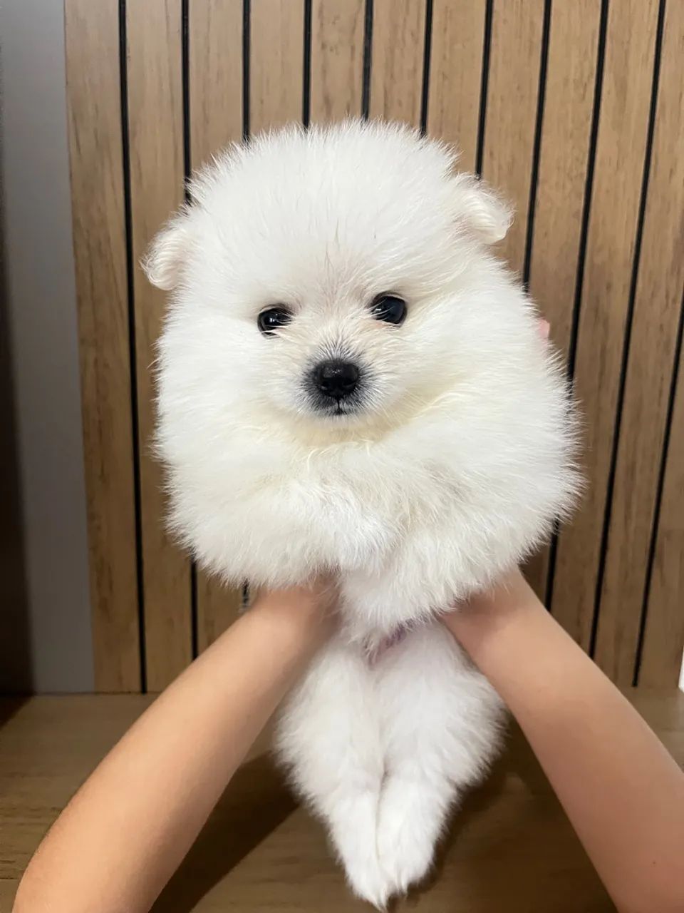 FILHOTES DE SPITZ ALEMÃO 