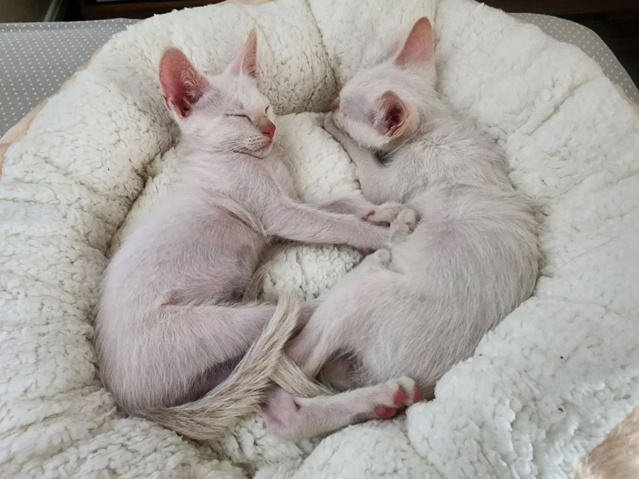 Dois gatinhos brancos de olhos azuis - Foto 2