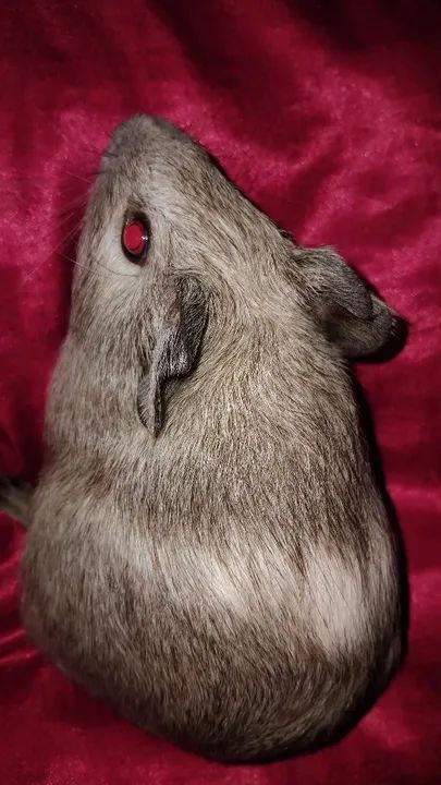 Mini porquinho Índia 80,00 