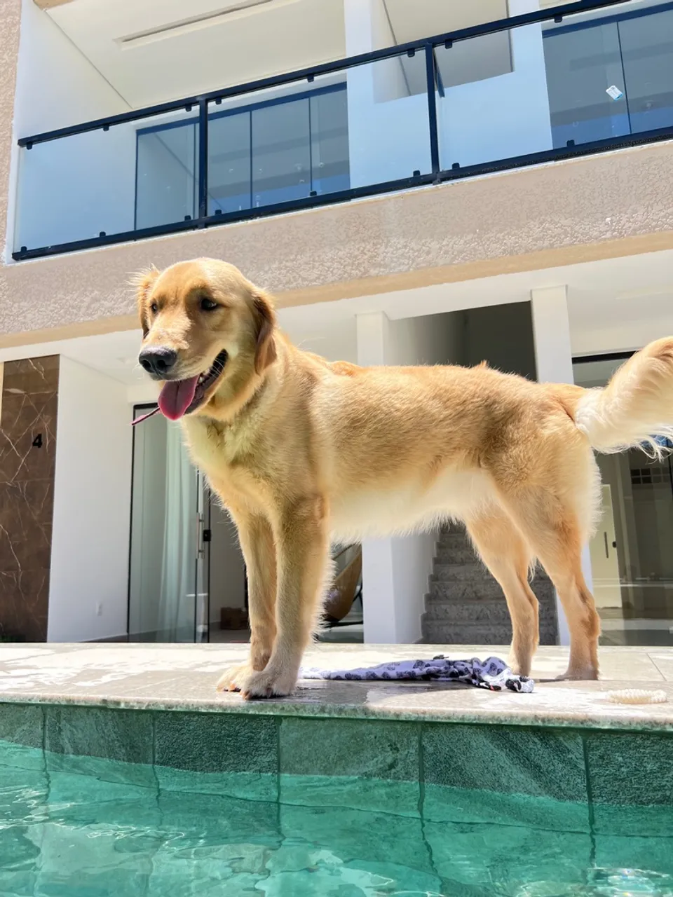 Golden Retriever - Filhote Disponível!