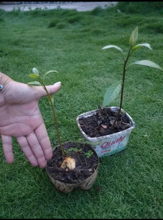 Mudas de Abacate do CHILE exclusiva - Foto 3