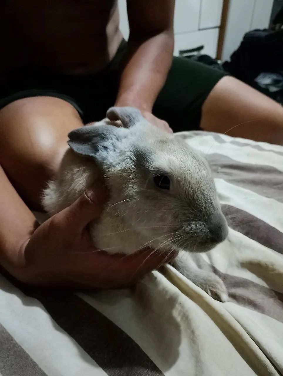 Coelho fofinho para adoção - Foto 5