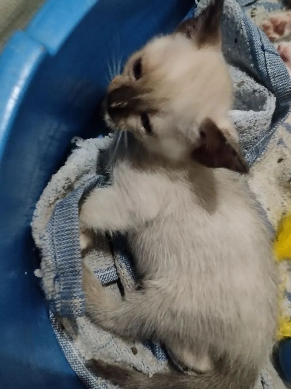 Filhotes de gatos para adoção - Foto 3