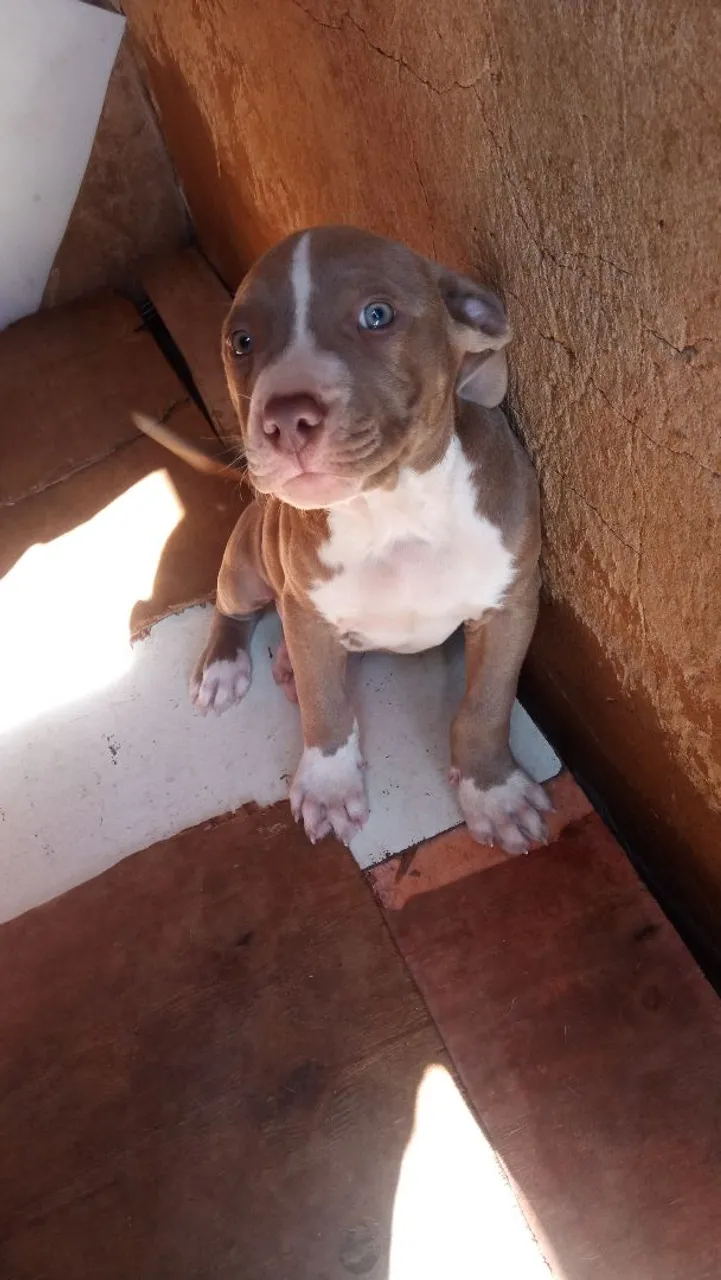 Filhote de Pitbull red nose vacinado e vermifugado