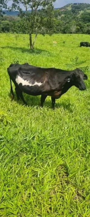 VENDO VACA LEITEIRA