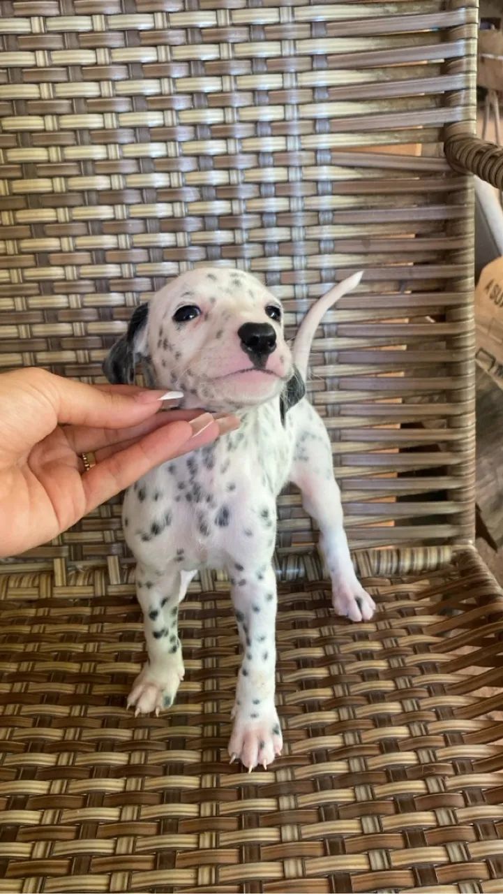 Vendo filhote de dálmatas 45 dias 100% puros  - Foto 5