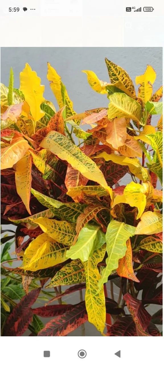 Plantas de ?64310337463938121