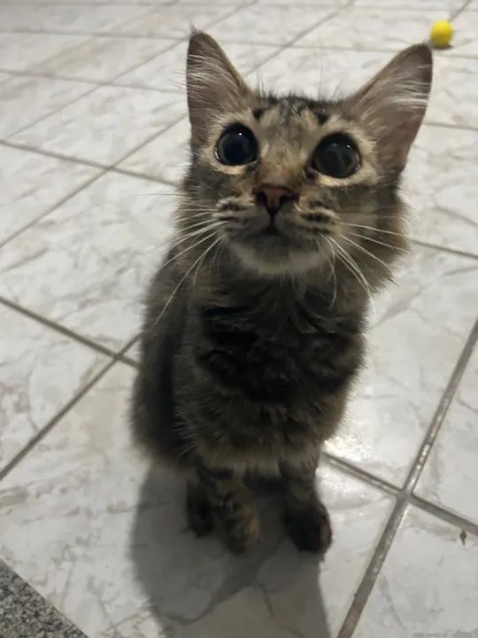 Gatinho lindo para adoção