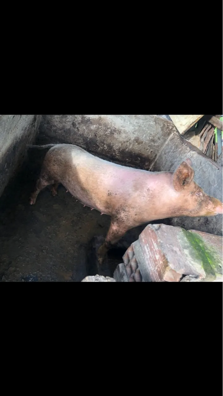 Porco com os filhote para criação