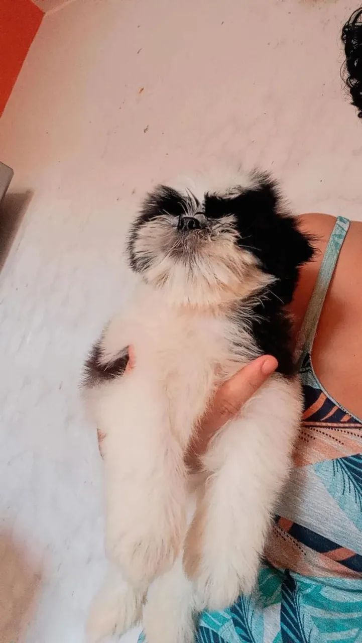 Filhote Shih Tzu puro - Foto 3